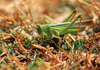 grasshopper on grass