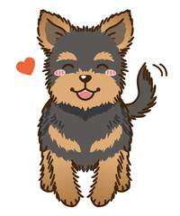 Fototapeta premium なつくヨークシャーテリア（ブラックタン）