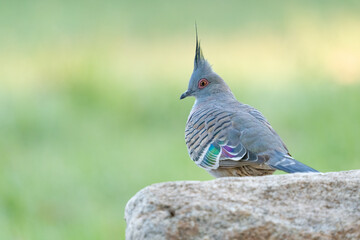 Crested pigeon