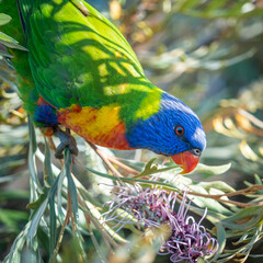 A rainbow lorikeet searches a tree for food
