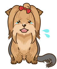 おびえるヨークシャーテリア（フルコート）