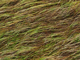 withered autumn grass through which young green sprouts break through abstract background, concept of new life