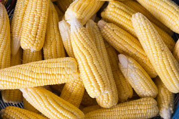 Fresh sweet corn cobs at a farmers market