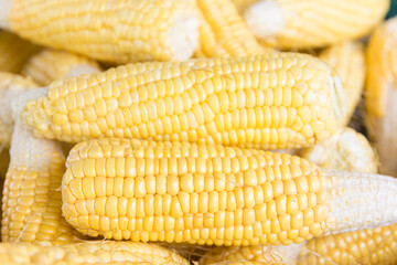 Fresh sweet corn cobs at a farmers market