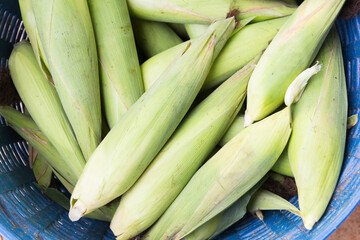 Fototapeta premium Fresh sweet corn cobs at a farmers market