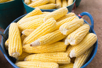 Fresh sweet corn cobs at a farmers market