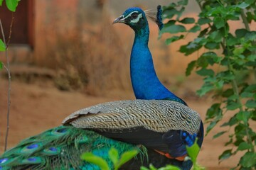 peacock with feathers