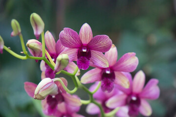 Naklejka premium pink orchid close up dark green background