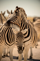 A vertical close up shot of a zebra resting its head on the back of another one, at midday, Etosha National Park, Namibia