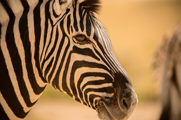 A detailed horizontal close up portrait of a zebra head in profile, in the early golden morning...