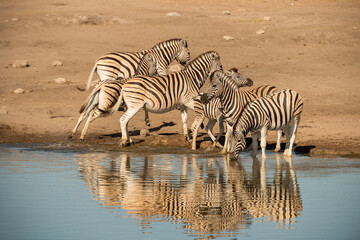 Fototapeta na wymiar A horizontal shot of a herd of zebras drinking and running away from a deep blue watering hole during the hot midday sun, Etosha national Park, Namibia
