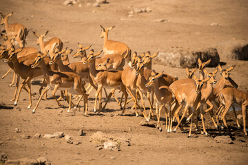 A horizontal shot of a large herd of skittish female black faced impalas, surrounded by brown sand...