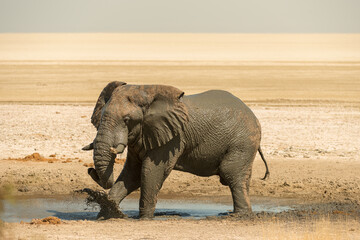 A horizontal shot of a male bull elephant taking a mud-bath and kicking up the mud with its foot at...