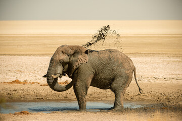 A horizontal shot of a male bull elephant taking a mud-bath and spraying mud on its back at midday...