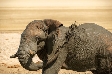 A horizontal shot of a male bull elephant taking a mud-bath and splashing mud on its side at midday...