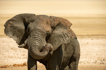 Fototapeta na wymiar A horizontal shot of a male bull elephant taking a mud-bath and resting its trunk on its tusk at midday in the Etosha National Park in Namibia,