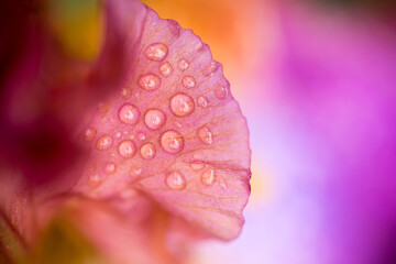 Fototapeta premium A horizontal close-up detailed macro shot of an orange and purple Iris with water drops on the flower, photographed after a rain shower in the garden, Johannesburg, South Africa