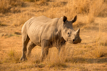 A young white rhino running down a hill covered in dry yellow grass, kicking up the dust at sunrise in the Madikwe Game Reserve, South Africa © Udo Kieslich