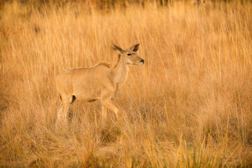 Naklejka na ściany i meble A horizontal shot of a female kudu walking through long dry yellow grass in the golden early morning light, Madikwe Game Reserve, South Africa