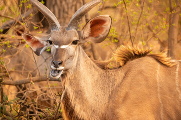 A close up horizontal portrait of a large male kudu chewing on leaves in the late afternoon light, Madikwe Game Reserve, South Africa