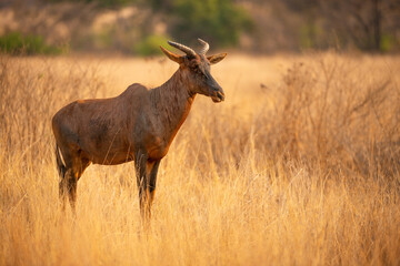 Obraz premium A horizontal shot of an alert adult red hartebeest standing and looking into the distance, in golden late afternoon light, surrounded by dry yellow grass, Madikwe Game Reserve, South Africa
