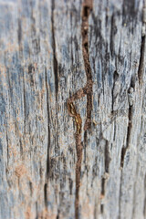 Traces of termites eat on old wood