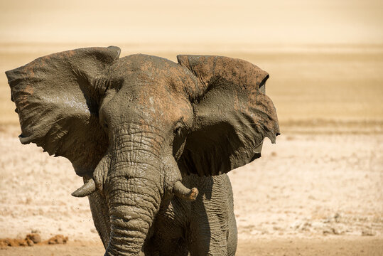A horizontal close up shot of a male bull elephant taking a mud-bath and flapping its ears at midday in the Etosha National Park in Namibia, - Powered by Adobe