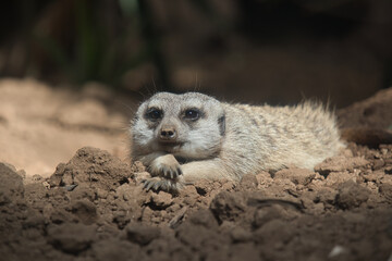 Fototapeta premium meerkat laying on the ground enjoying the sun