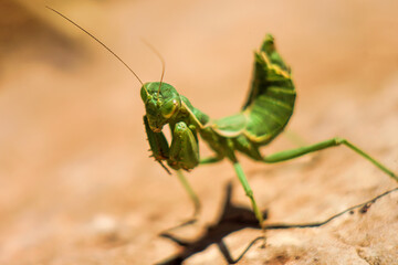 green praying mantis