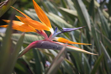 Strelitzia reginae - Bird of paradise flower