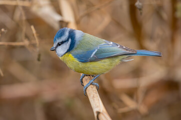 Blaumeise auf dem Ast