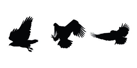 Eagle and falcon silhouette flying, vector illustration of flying birds.