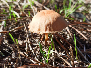 View a brown mushroom in the forest