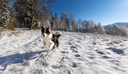 Happy dog runs over snowy field in the winter forest