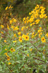 Ox Eye Sunflowers growing in a garden. Selective focus.