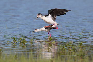 Black-winged stilt (Himantopus himantopus) is a widely distributed very long-legged wader. Mating.