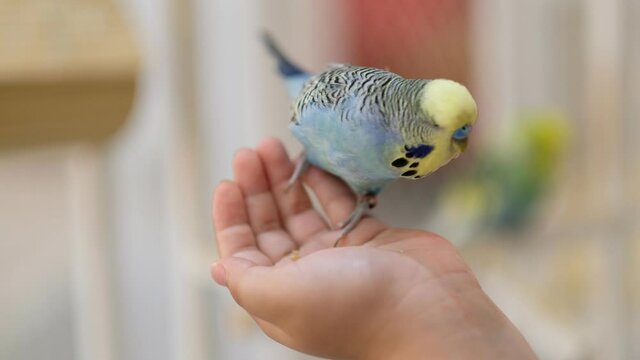 budgie with blur background
