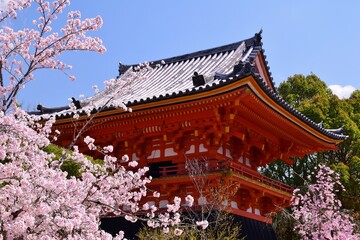 春の京都・仁和寺　桜の季節