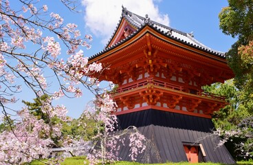 春の京都・仁和寺　桜の季節