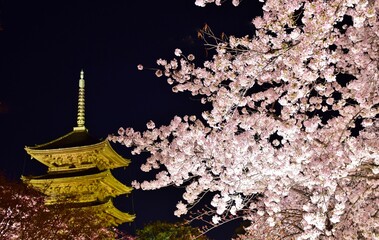京都・東寺　桜のライトアップ