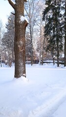 winter in the park