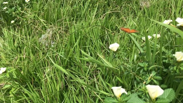 borboleta, mato, verde, campo, vegeta&ccedil;&atilde;o, alegria, sol, natureza, branco, laranja, butterfly, revoada, insetos, parque