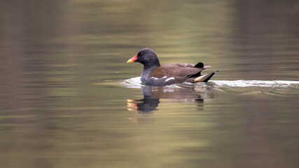 bird, ente, wasser, natur, wild lebende tiere, see, tier, teich, baden