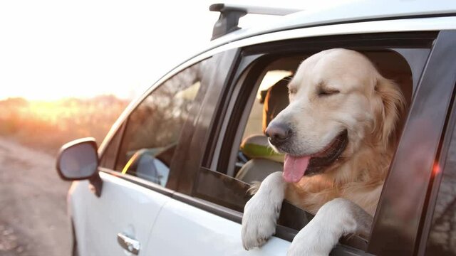 Golden retriever dog in the car looking from window outside with tonque out. Cute doggy pet labrador in vehicle transportation