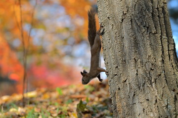 squirrel on a tree
