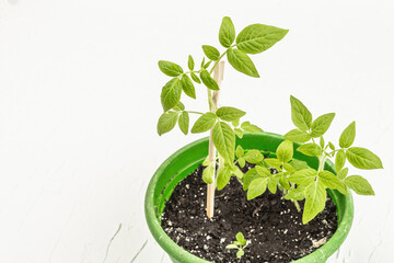 Seedling tomato in a pot on a white background