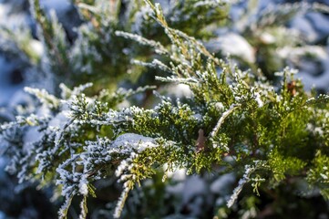 Green branches of evergreen coniferous plant Thuja