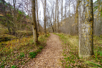 Path in the autumn forest between bare trees and leaves on the ground. Duraton, Segovia.