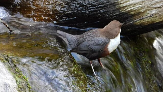 Wasseramsel (Cinclus cinclus)