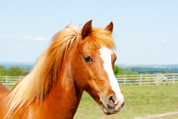 Close up head shot of beautiful chestnut pony with flaxen mane standing in English countryside on a sunny summers day.